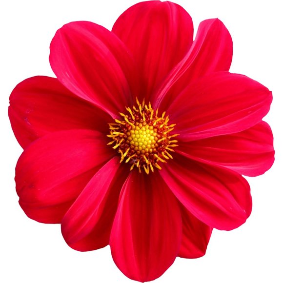 Meet your Posher, Gabrielle - Picture 1 of 1